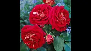 New roses have arrived from the Roses of Inspiration nursery!! Spring is beginning!!!