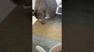 Настоящие кореша