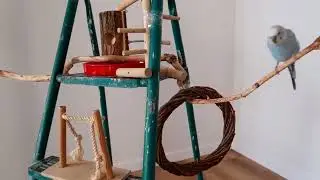 Як справи у Тоші Другий день на новій квартирі