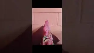 And I Wonder Chicken...