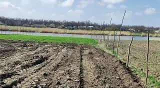 Участок расчищен. Готовимся перевозить голубику.