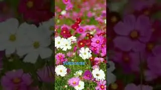 INILAH MANFAAT SILATURAHMI #shorts #videoshorts #subscribe