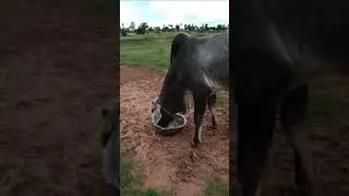 Feed Cows 🐄 #shorts