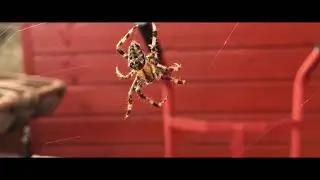 Cross orb-weaver (Araneus diadematus) web-building