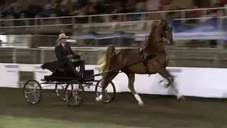 SA NATIONAL SADDLE HORSE CHAMPIONSHIPS WEBREVIEW