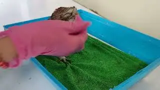 Малыш сыч 🦉 сегодня уже лучше себя чувствует 😄 Парк Миниатюр