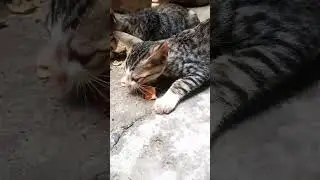 #caty #meow meow meow meow Billi Karti meow