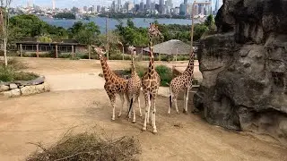 Taronga Zoo Giraffes 🦒