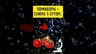 Помидоры: проверка на рост грибка 