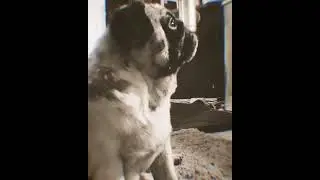 Мопсячье сердце, кавер. 
