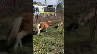 Пони Доширак против овчарки Альфы.