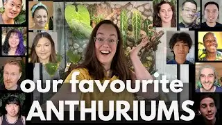 Favourite Anthuriums PLUS care tips! | Plant with Roos and friends ;)