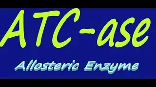 ATCase // Aspartate Trans Carbamoylase // Allosteric Enzyme - By Dorka Beri