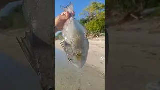 Rezeki nomplok Nemu ikan enak dipinggir pantai 