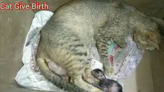 Cat giving birth to four kittens... बिल्ली ने 4 बच्चों को जनम दिया । #cutecat #catgivingbirth #pets 