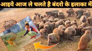 बाप रे बाप इतना सारा बंदर | sabse jyada banadar kaha paye jate hai | Monkey wala area | NVS FORCE