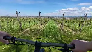 Mtb aus der Weinberg #mtb #canyon #bike