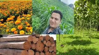 #सागवान_की_खेती_साथ_ही_गेंदे_के_पौधे_की_खेती_भी #मिश्रित_खेती_के_फायदे #कम_जगह_मे_ज्यादा_पैदावार