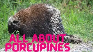 All About Porcupines