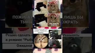 #котыприколы #меме #мемы_тикток #мемы2023 #кот #котики #коты #мем #мемас #мемасы