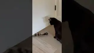 Cats doing cat things.  