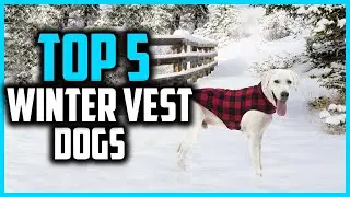 ✅Top 5 Best Winter Vest For Dogs in 2024