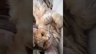 Can you hear the purrs? 😍💕 #kitty #catlover #kitten #cutecat #cute #love #cat #cutepet #funny