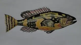 Рисунок аппетитной рыбы (для юных художников).Zeichnung eines schönen Fisches (für junge Künstler )