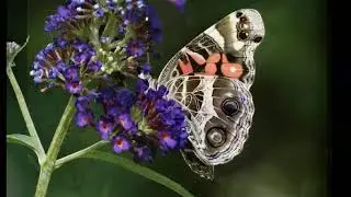 Beethoven-Ode To Joy
