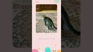 Да я котик
