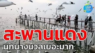 สะพานแดง ล่าสุด นกนางนวลมาแล้ว เที่ยวใกล้กรุงเทพฯ (พ.ย.67)