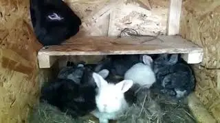 Rabbits of Flanders. The rabbits are two weeks old.