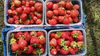 Самые вкусные нейтралы. Новинки и любимчики. Часть 2. Маджкстик