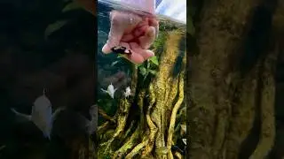 Is this the world’s largest betta fish aquarium? 