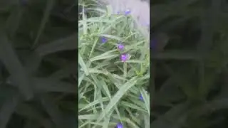Кизгалдоклар гуллаганда 🌷🌷🌷🌷🌷🌷🌷