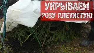 Как укрыть плетистую розу