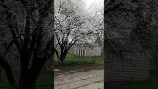 цветение....