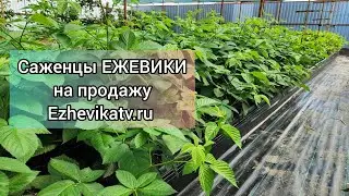 Саженцы ежевики на продажу до 30.06.2024. Сайт для заказа ezhevikatv.ru
