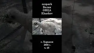 █ ЭкоПарк Харьков ч.65 / Белая ОВЕЧКА / 2018 г.  