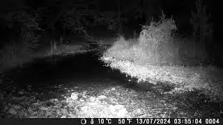 Una rara Lontra