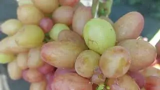 Дженифер , Роза ранняя , Байконур
