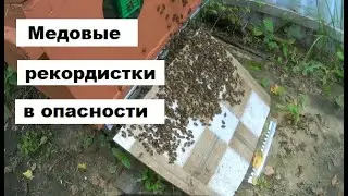 Почему зимой гибнут семьи рекордистки ?