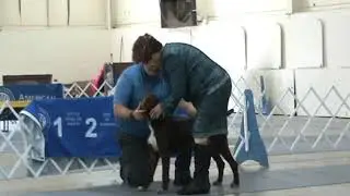 2022 NE Oklahoma KC Dog Show--German Wirehaired Pointers