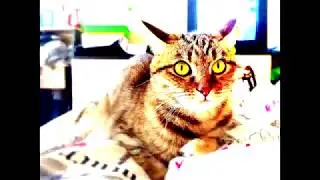 Кошка открывает дверь.