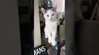 Day 34: Rainbow, Cherry, Mango (Foster Kittens)