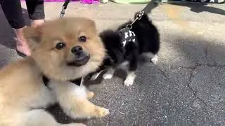 Pomeranians playing
