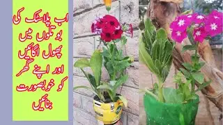how to plantation at home