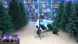 Triumph Tree Пихта Прелестная