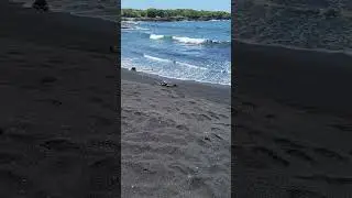 Mr. Turtle on the black sand beach in Hawaii #bigislandhawaii #turtles #blacksandbeach #travel #lisa