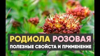 Родиола розовая: лечебные свойства и применение.